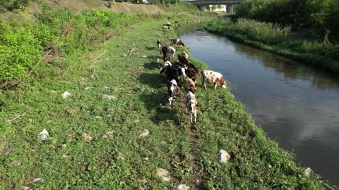 Cattles walking near stream Stock Footage 218019922