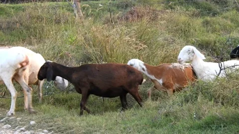Cattles Walking In A Queue Stock Footage 214280951