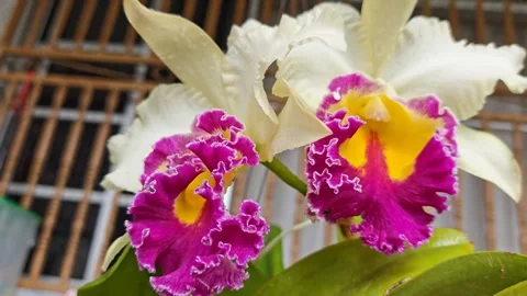 Cattleya flower Stock Footage 330761485