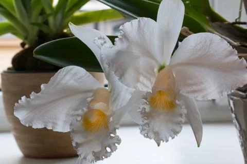 Cattleya mossiae (literally "Moss Cattley`s"), commonly known as Easter orchid. Stock Photos