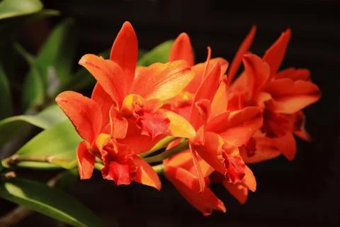 Cattleya orange Stock Photos