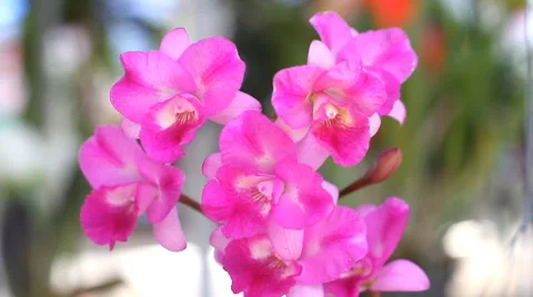 Cattleya orchid Stock Footage 40007808