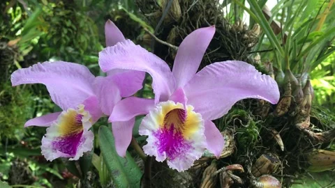 Cattleya orchid Stock Footage 134849393