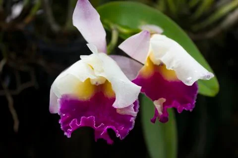 Cattleya orchid Stock Photos