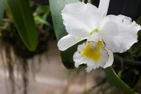 Cattleya orchid Foto stock
