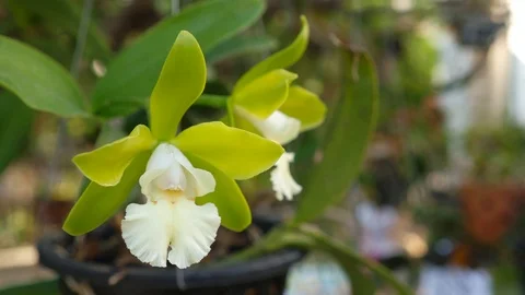 Cattleya orchids Stockbeeldmateriaal 124814698