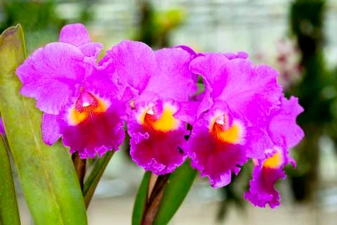 Cattleya Orchids Stock Photos