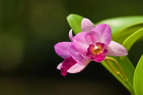 Cattleya in sunlight Stock Photos