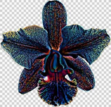 Cattleya tecnicolor hibrida Stock Illustration