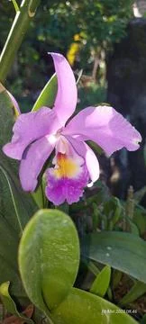 Cattleya Violacea  库存照片