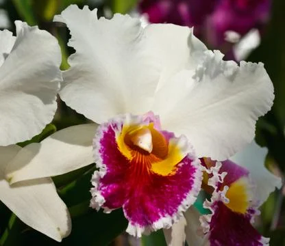 Cattleya worawuth, thai hybrid orchid Stock Photos