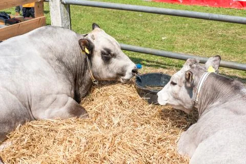 Catttle lying in hay Stock Photos
