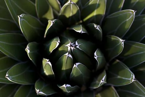 Catus close-up backgound, mathematical patterns in nature Stock Photos