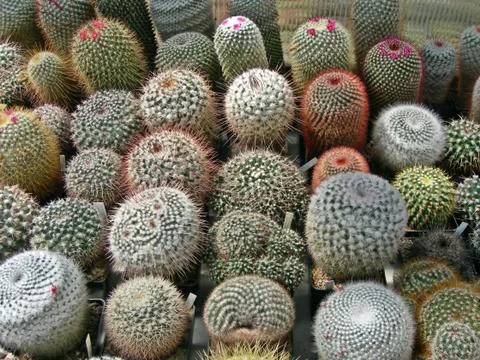 Catus Stock Photos