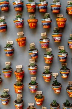 Catus wall Stock Photos