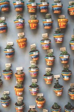 Catus wall Stock Photos