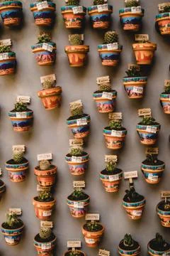 Catus wall Stock Photos