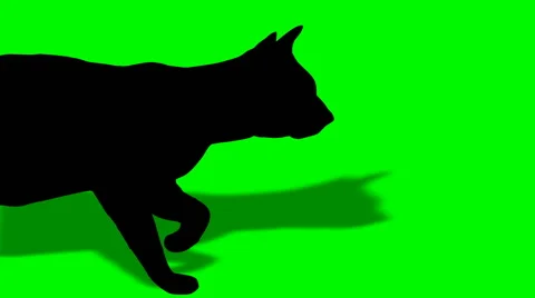 CATWALK Video stock 59111552