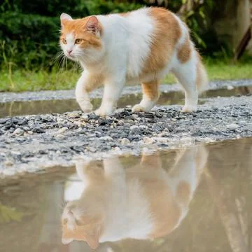 Catwalk in mirror Stock Photos