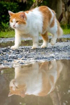 Catwalk Stock Photos