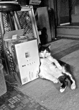 CatwCaseofBeer Stock Photos