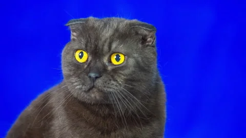 CatWink Stock Footage 162302978