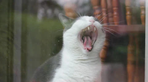 CatYawn Stock Footage 24708849