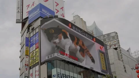 Catzilla giant 3d cat becomes police Stock Footage 222445425