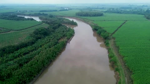 Cauca River Through Sugarcane Fields Stock Footage 310701643