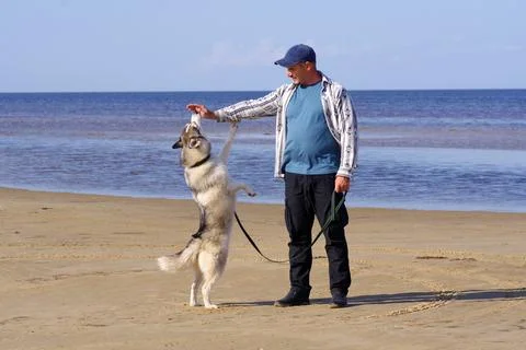 Caucasian 45-year-old handler trains a male husky, the dog stands on its hind Foto stock