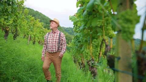 Caucasian bearded middle-aged man checking grape vines in vineyard. Winemaker Stock Footage 168415972