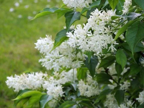 Caucasian bladdernut or Colchis bladdernut during flowering Foto stock