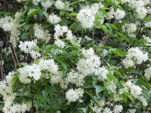 Caucasian bladdernut or Colchis bladdernut during flowering Foto stock