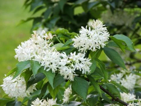 Caucasian bladdernut or Colchis bladdernut during flowering Foto stock