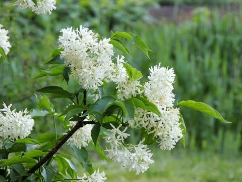 Caucasian bladdernut or Colchis bladdernut during flowering Foto stock