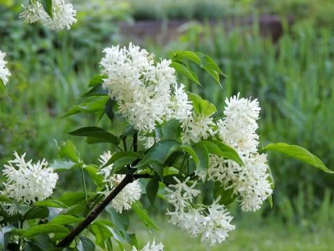 Caucasian bladdernut or Colchis bladdernut during flowering Stock Photos
