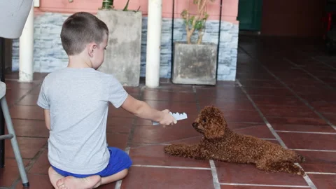 Caucasian boy playing with poodle. Video stock 267950351