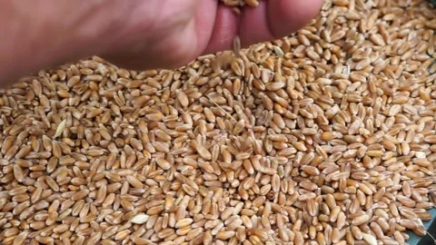 Caucasian farmer checking the quality of the grain Stock Footage 312274895