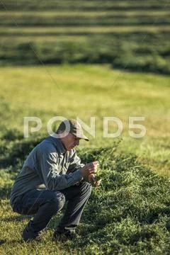 Caucasian farmer crouching in field checking crop Stock Photos