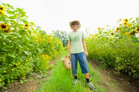Caucasian farmer standing in rows of sunflowers Stock Photos