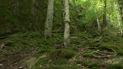The Caucasian forest Stock Footage 160341169
