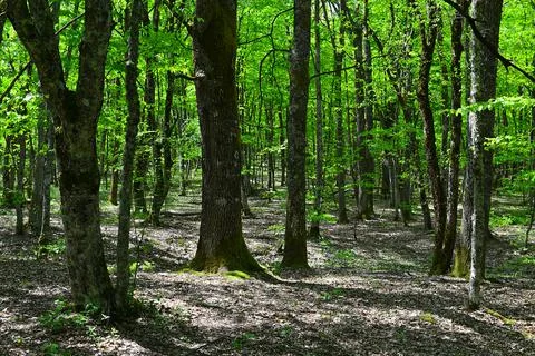 Caucasian forest in summer Stock Photos