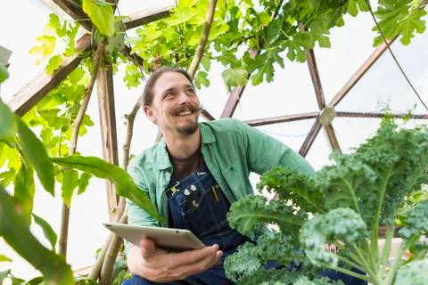 Caucasian gardener using digital tablet in greenhouse 库存照片