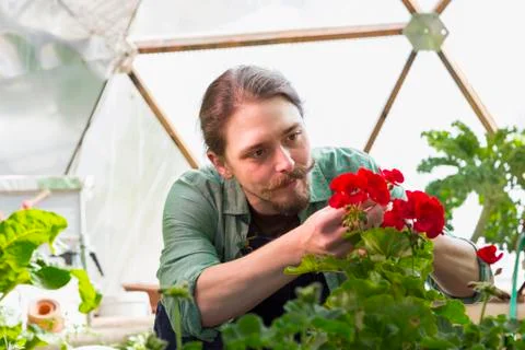 Caucasian gardener working in greenhouse 库存照片