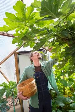Caucasian gardener working in greenhouse Foto stock