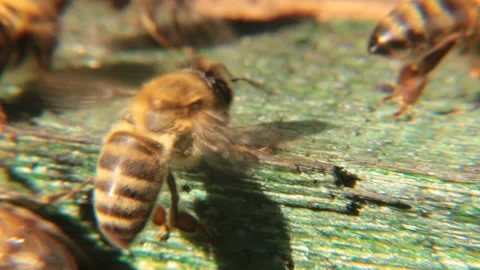 Caucasian gray bees Video stock 90004431