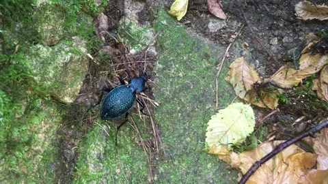 Caucasian ground beetles Stock Footage 78002236