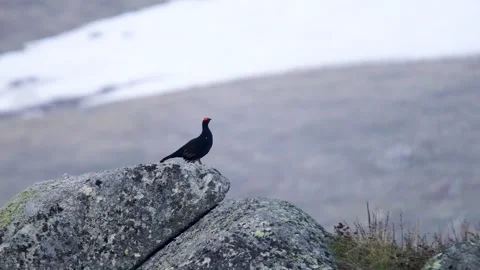 Caucasian Grouse Vídeo Stock 334812308