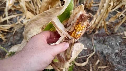 Caucasian Hand Inspecting Dry Corn Stock Footage 289445590