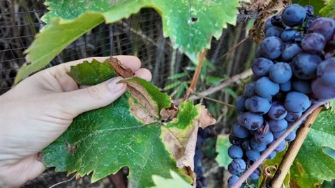 Caucasian Hand Inspecting Grape Leaves Stock Footage 288683963